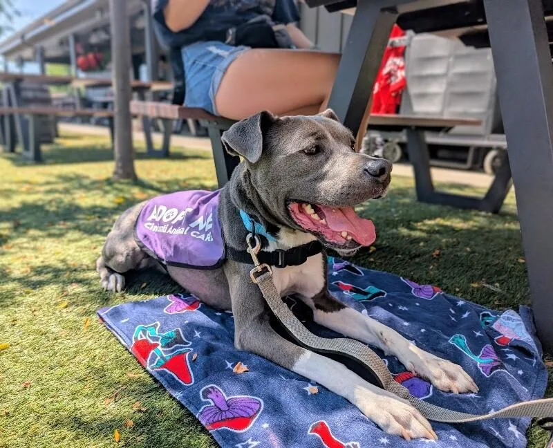 An adult large-sized male Gray / Blue / Silver Mixed Breed dog named Knox for adoption in Cincinnati, OH