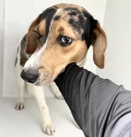 A young small-sized male Beagle dog named A for adoption in Houston, TX
