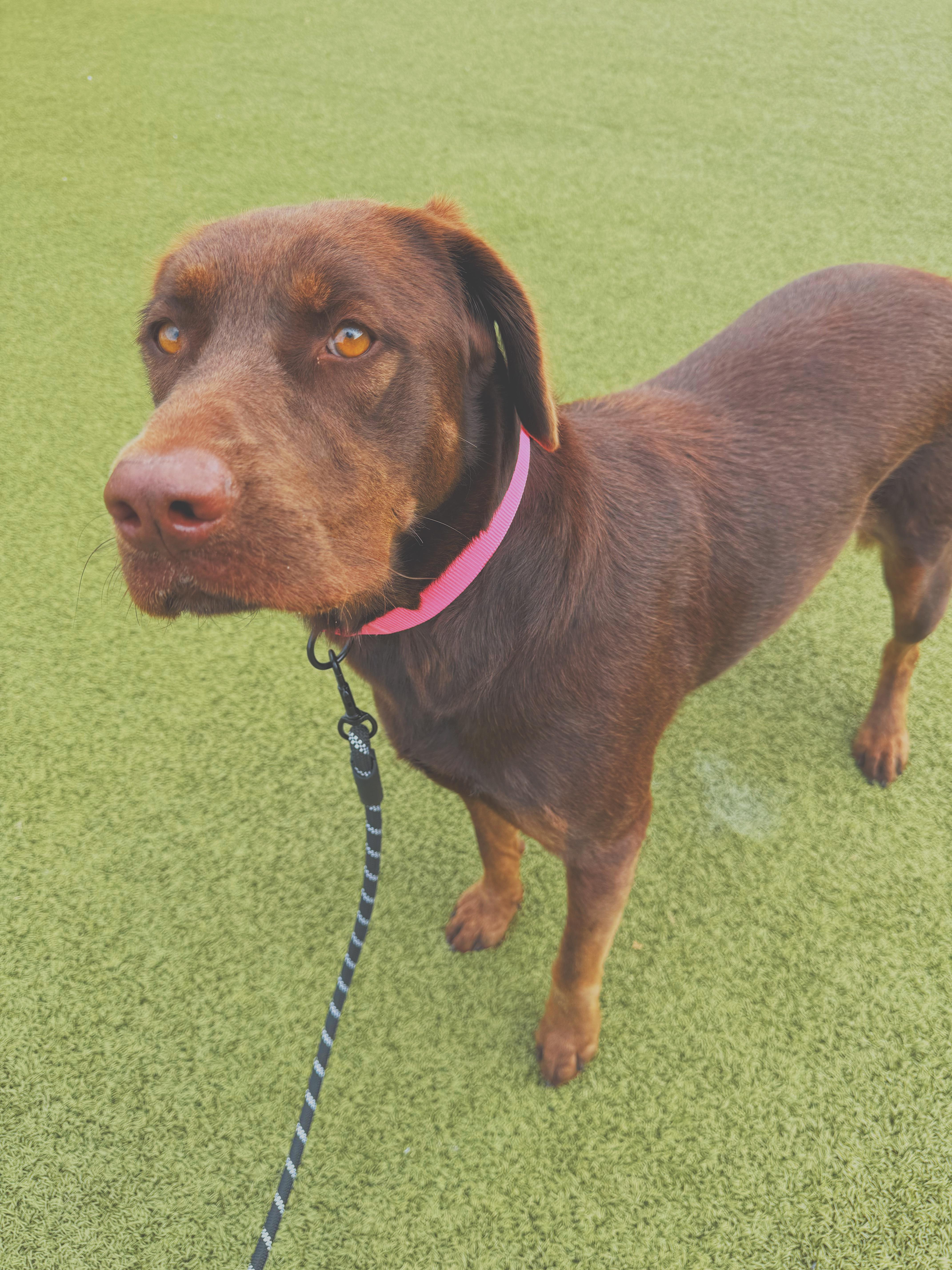 An adult large-sized female Brown / Chocolate Chocolate Labrador Retriever dog named Maggie for adoption in Hays, KS