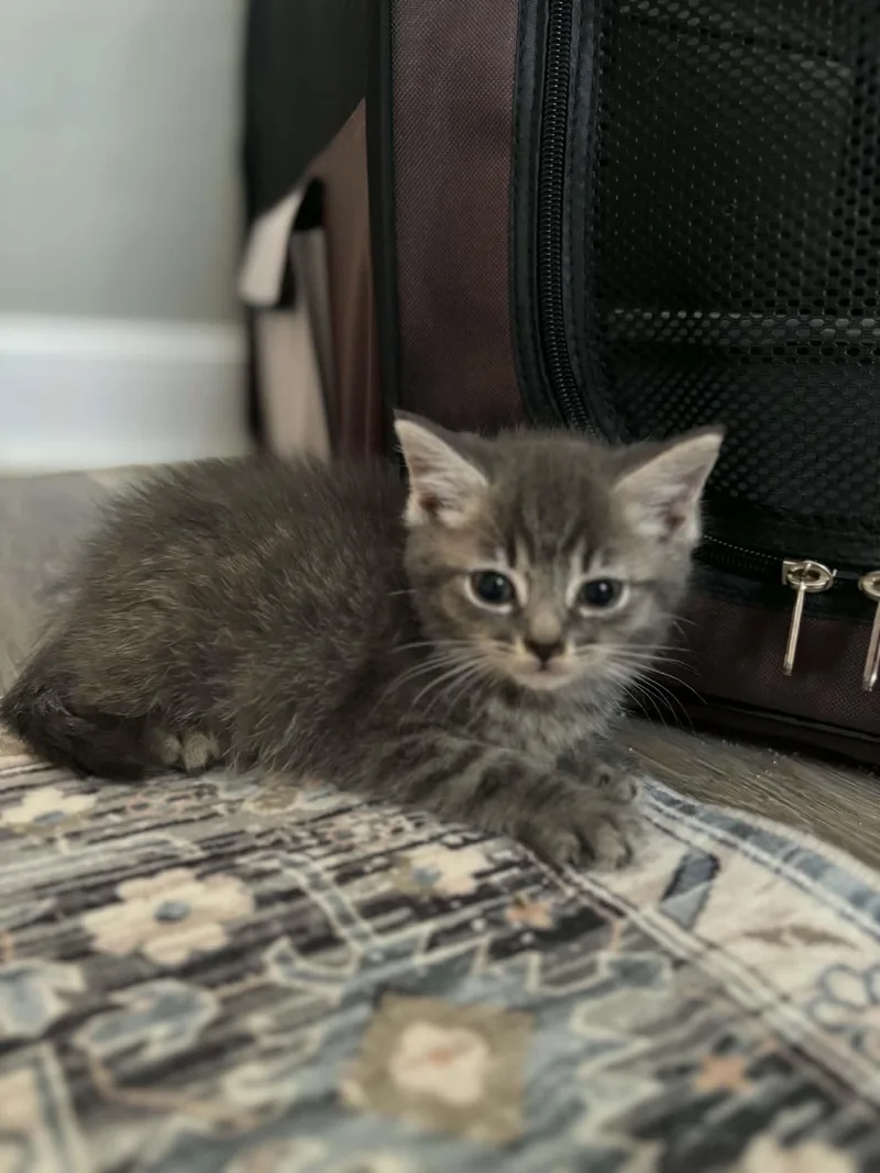 A baby medium-sized male Domestic Short Hair cat named Persil for adoption in Indianapolis, IN