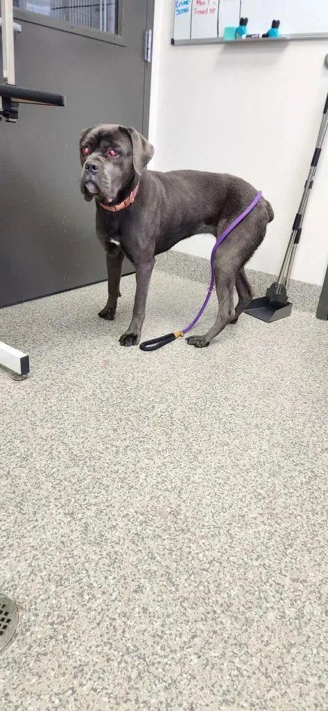 A young large-sized female Boxer dog named Ruby Barker for adoption in Van Wert, OH