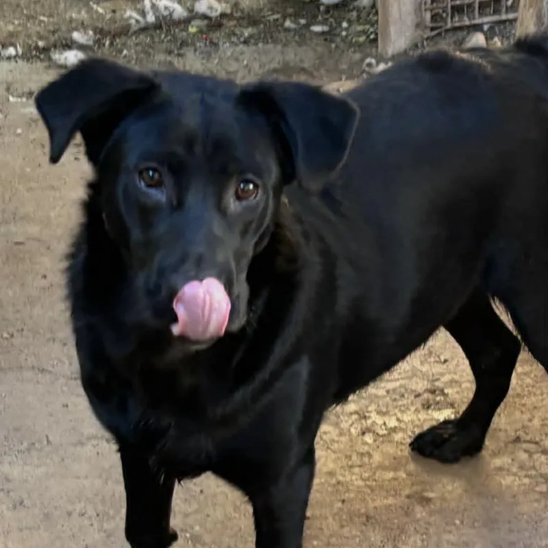 An adult large-sized female Black Labrador Retriever dog named Ruby for adoption in Yuma, AZ