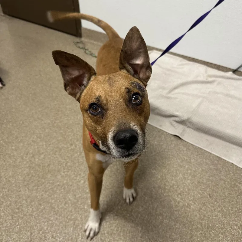 An adult large-sized male Brown / Chocolate Mixed Breed dog named Hugs for adoption in League City, TX