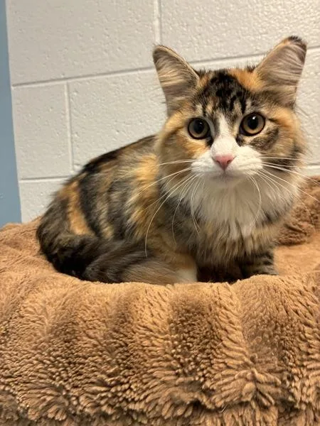 A young medium-sized female Domestic Long Hair cat named Tilly for adoption in Salt Lake City, UT