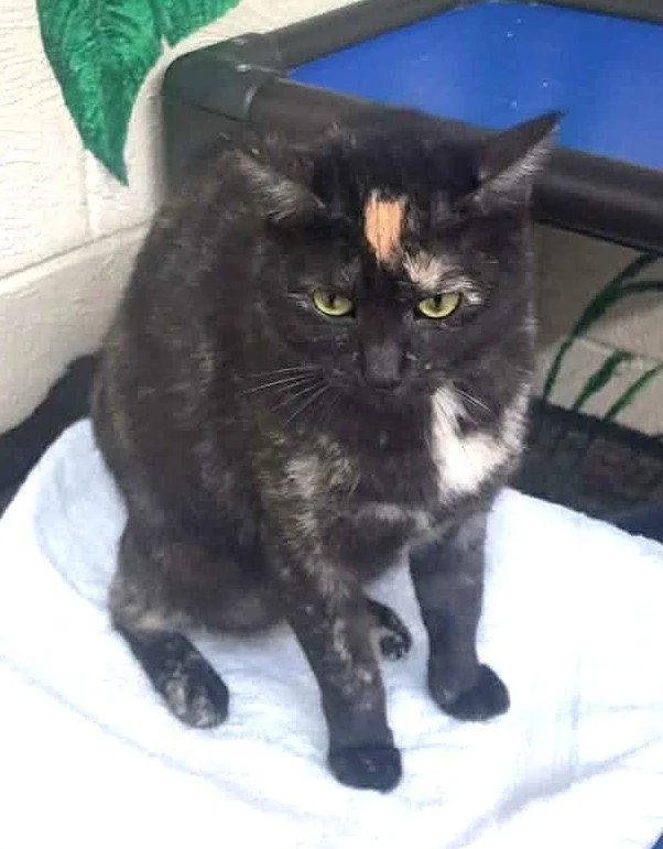 An adult medium-sized female Domestic Short Hair cat named Belinda for adoption in Wetumpka, AL