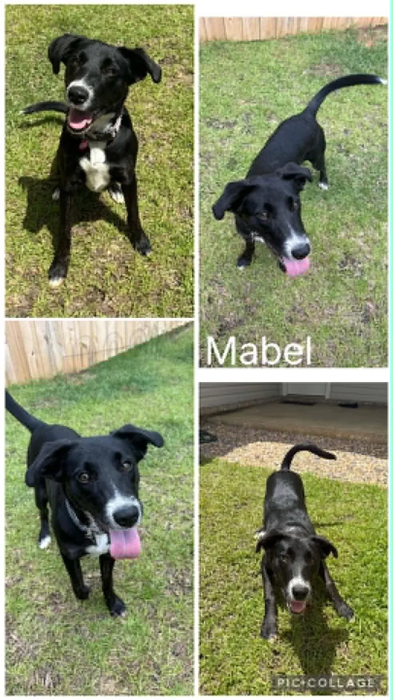 A young medium-sized female Black Labrador Retriever dog named Mabel for adoption in Enterprise, AL