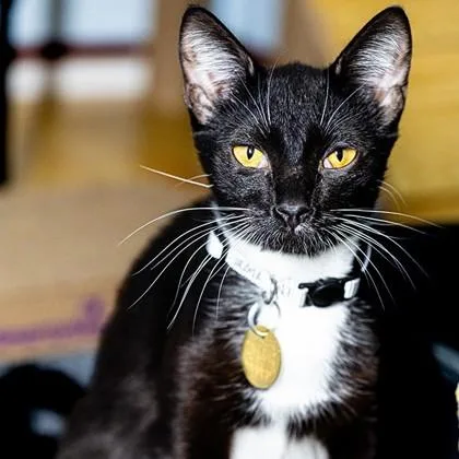 An adult small-sized female Black Domestic Short Hair cat named Nugget for adoption in Lansing, MI