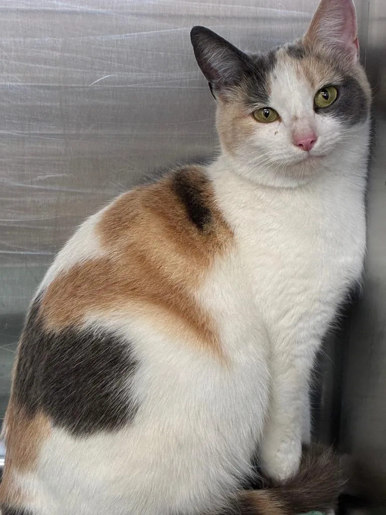 A young medium-sized female Domestic Short Hair cat named Puddin for adoption in Hartsville, SC