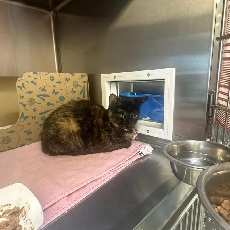 An adult small-sized female Tortoiseshell Domestic Short Hair cat named Juniper for adoption in Santa Barbara, CA