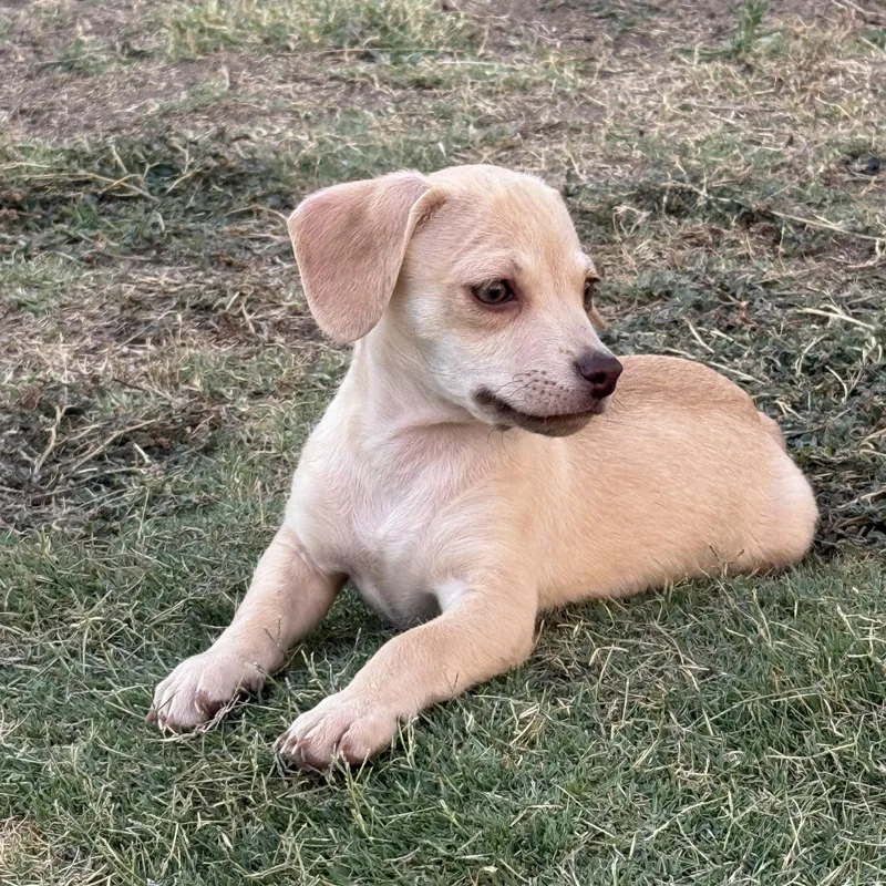 A baby small-sized male Yellow / Tan / Blond / Fawn Chihuahua dog named Baked Ziti for adoption in Sun Valley, CA