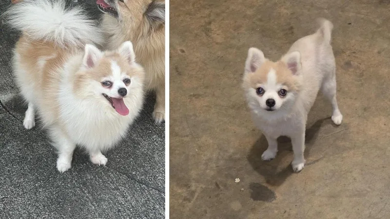A young small-sized female Pomeranian dog named White Girl for adoption in Orlando, FL