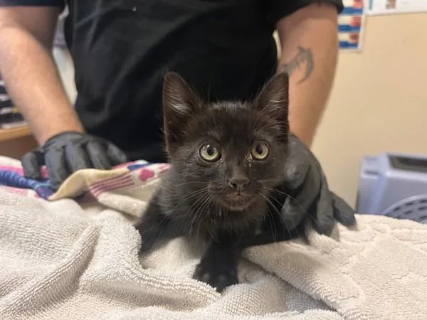 A baby small-sized male Domestic Short Hair cat named Mist for adoption in Oceanside, CA