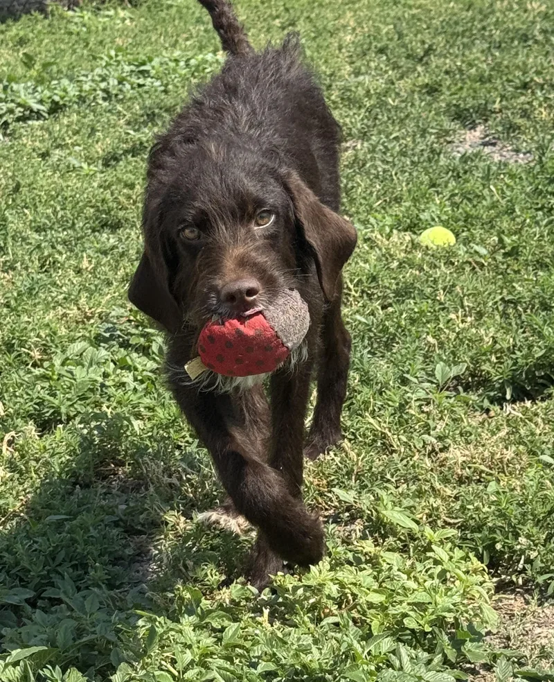 An adult medium-sized male Brown / Chocolate German Wirehaired Pointer dog named Rufus for adoption in Grant, NE