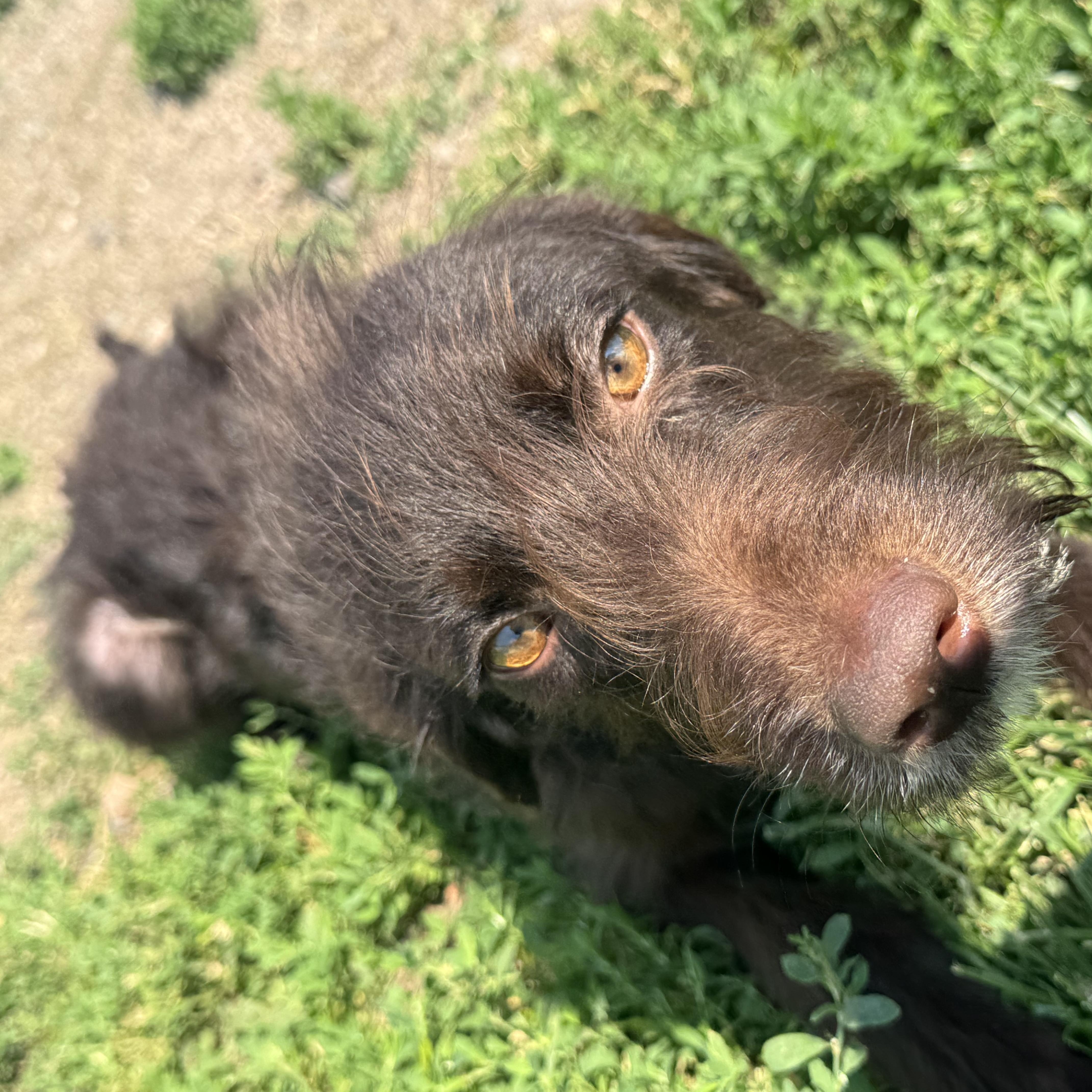 Rufus thumbnail 3