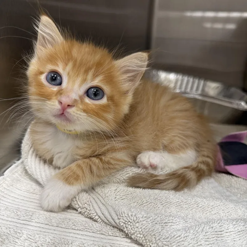 A baby small-sized male Orange / Red Domestic Medium Hair cat named Chester Cheeto for adoption in Jacksonville, FL