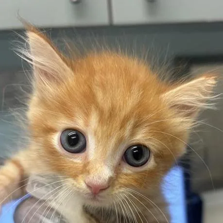 Chester Cheeto thumbnail 2
