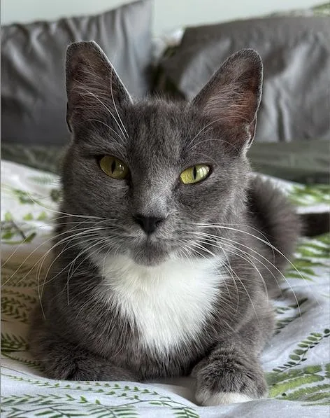 A young medium-sized female Gray & White Tuxedo cat named Darling for adoption in Hood RIver, OR