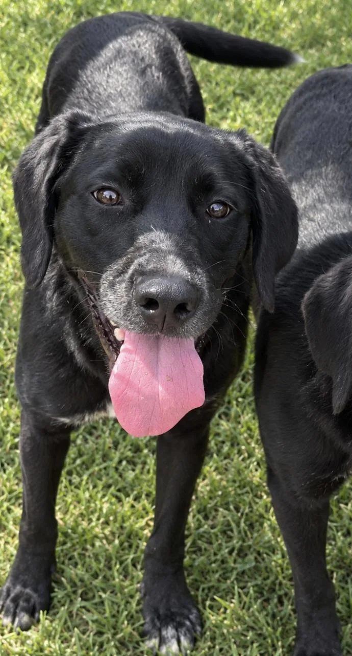 A baby medium-sized male Labrador Retriever dog named Mickey for adoption in Zimmerman, MN