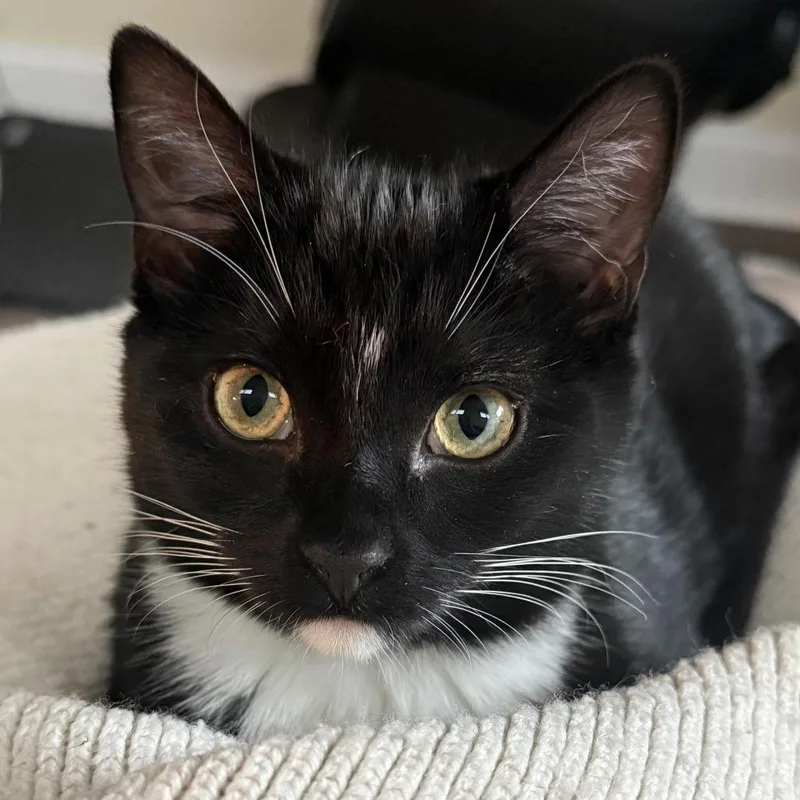 A young medium-sized male Black Domestic Short Hair cat named Chowder for adoption in Chicago, IL