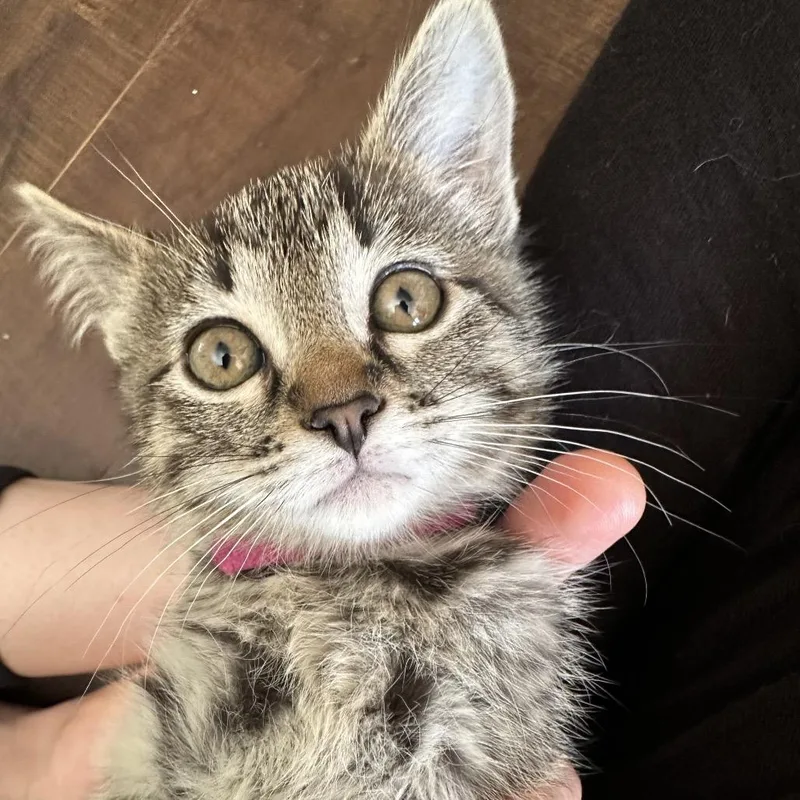 A baby small-sized female Buff / Tan / Fawn Domestic Short Hair cat named Kate for adoption in Normal, IL