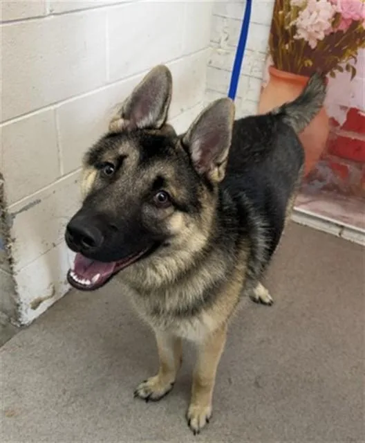 A young large-sized male German Shepherd Dog dog named Miguel for adoption in San Bernardino, CA