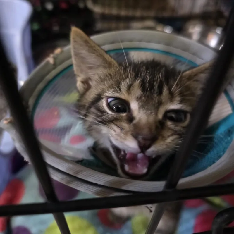 A baby small-sized male Brown / Chocolate Domestic Short Hair cat named Takoda Casper for adoption in Eagle Mountain, UT