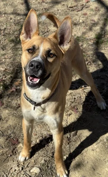 An adult large-sized male Husky dog named Balto for adoption in San Antonio, TX