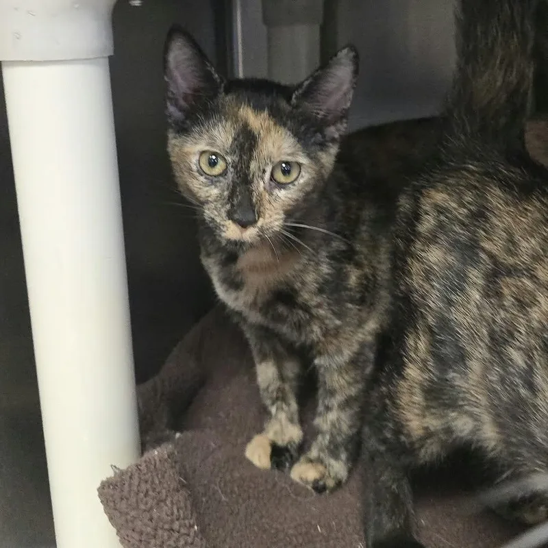 A baby medium-sized female Tortoiseshell Domestic Short Hair cat named Amber for adoption in Orange, VA