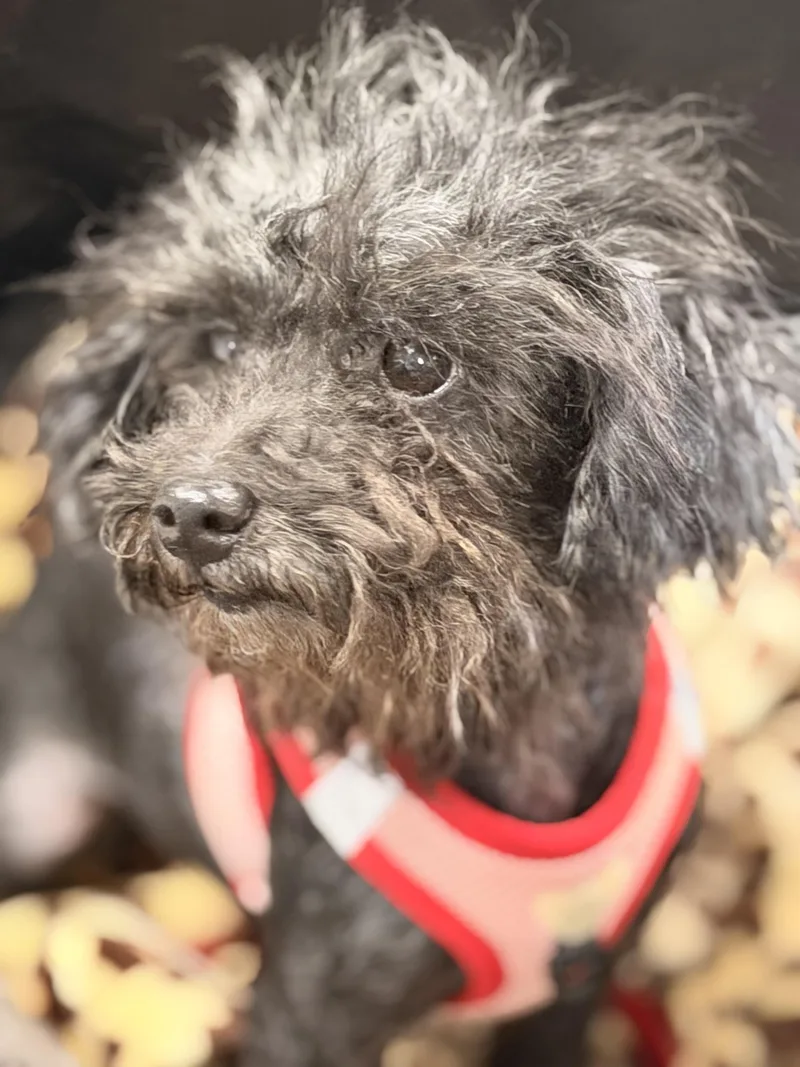An adult small-sized female Miniature Poodle dog named Salt And Peppa for adoption in Pleasant Valley, NY