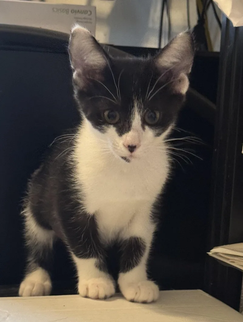 A baby medium-sized female Black & White / Tuxedo Tuxedo cat named Eclipse for adoption in Noble, OK