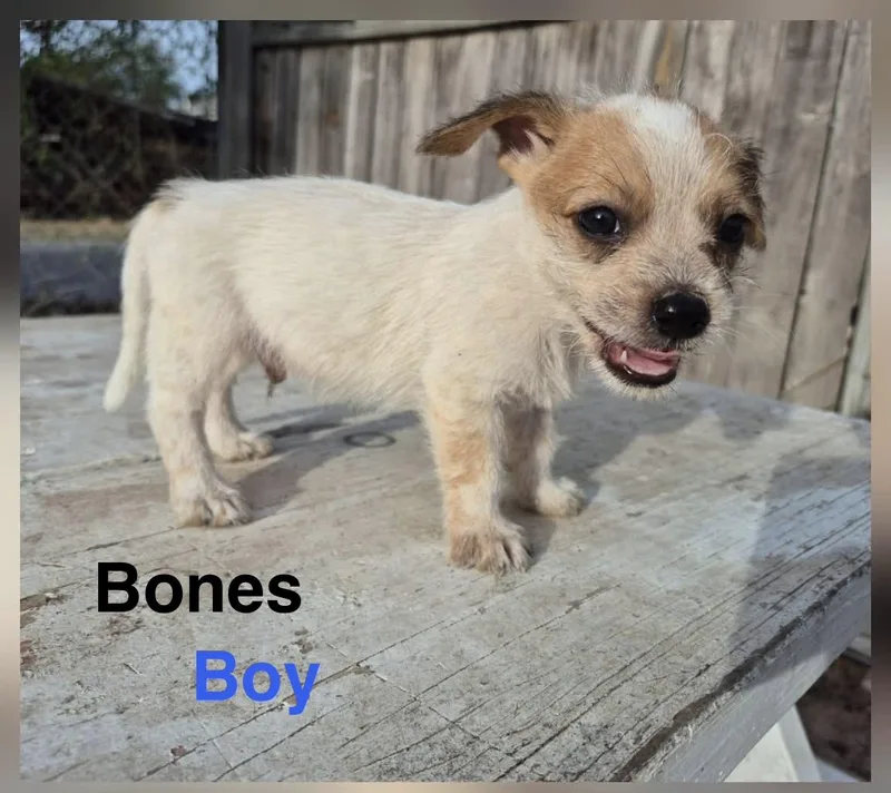 Bones