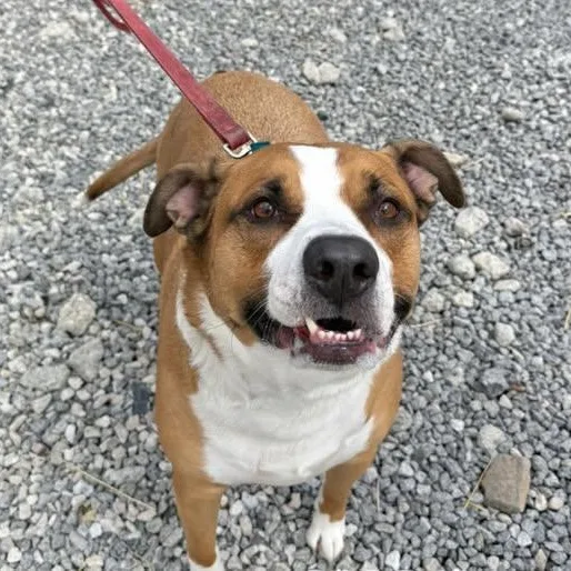 An adult medium-sized male Red / Chestnut / Orange Terrier dog named Popper for adoption in Warren, OH