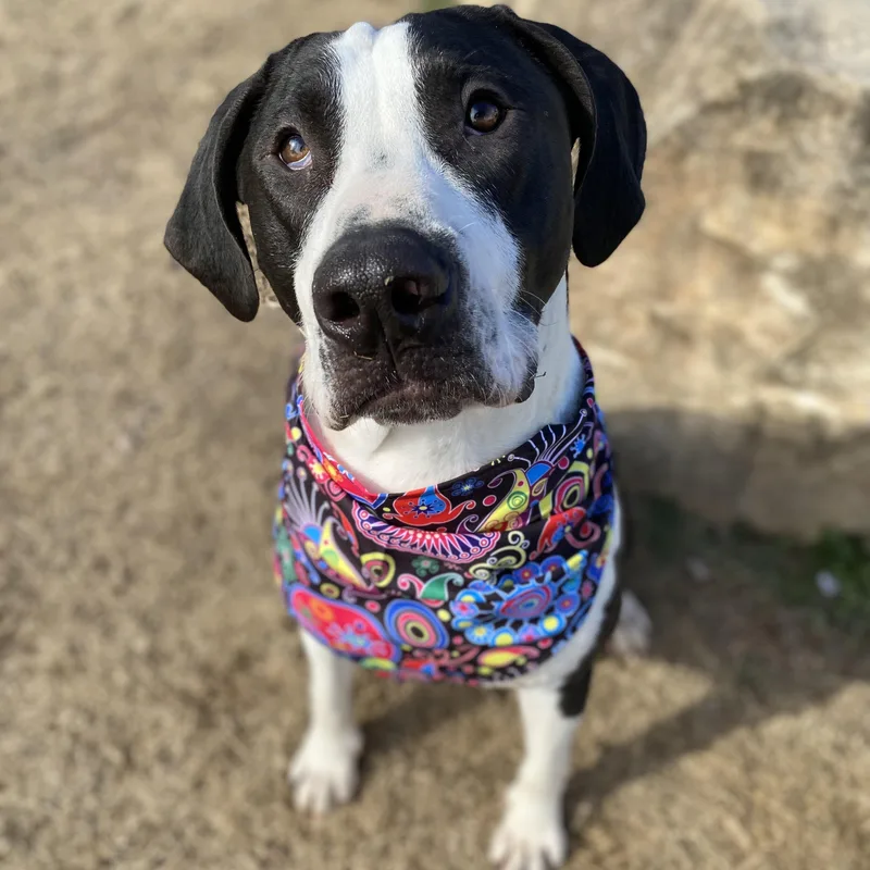 Shakes Hodge Podge  thumbnail 2