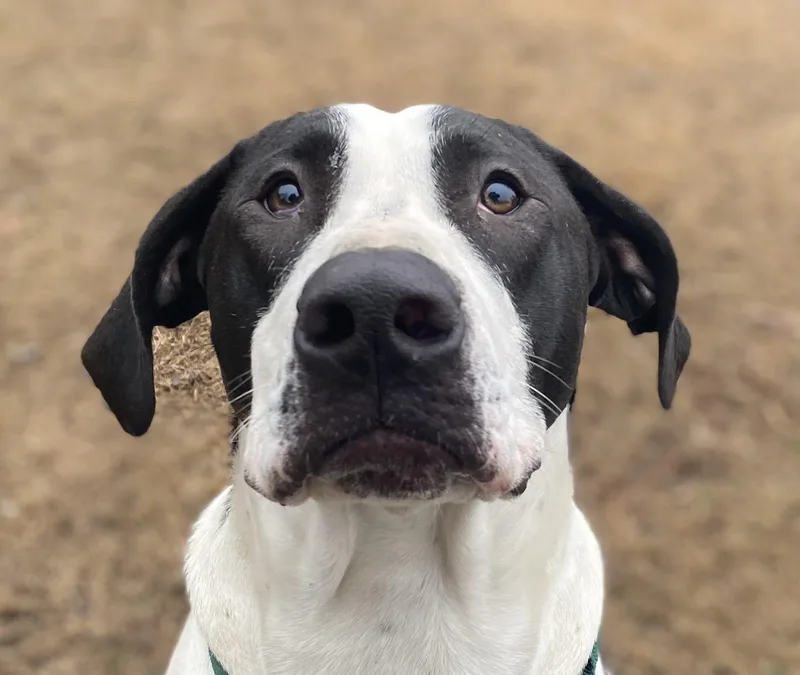 Shakes Hodge Podge  thumbnail 3