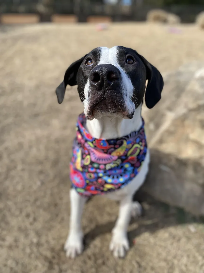 Shakes Hodge Podge  thumbnail 5