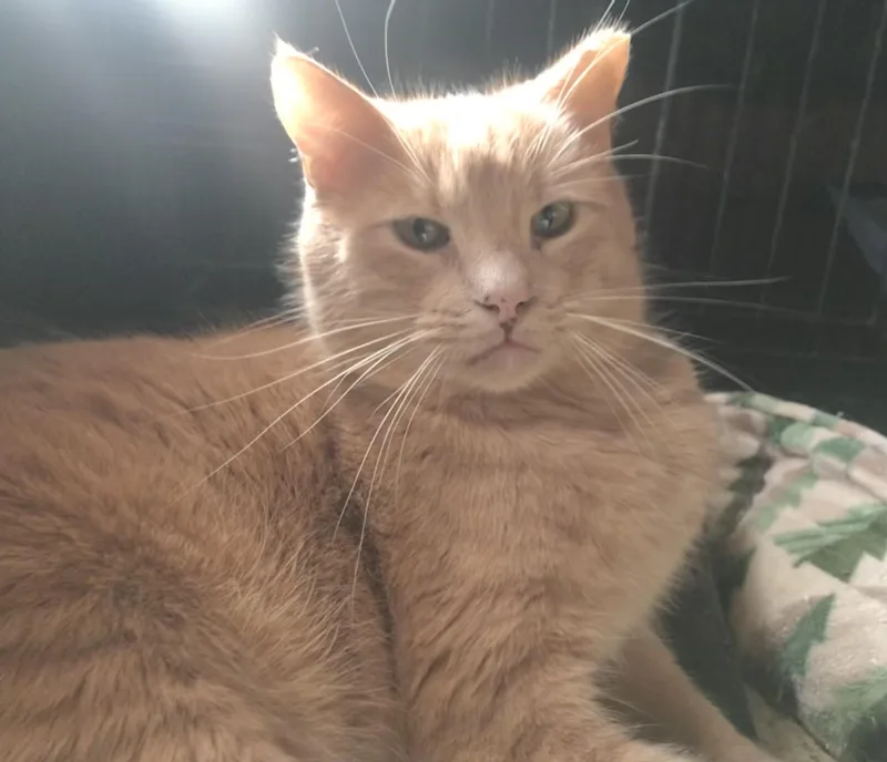 A young medium-sized male American Shorthair cat named Julius for adoption in Vacaville, CA