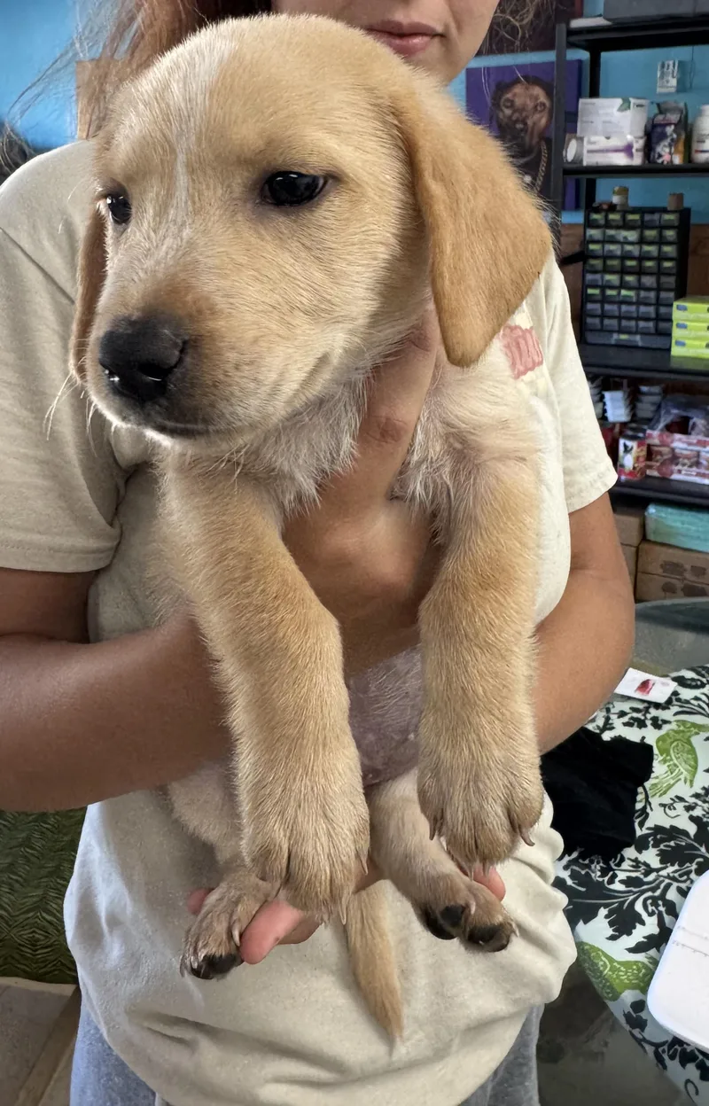 A baby small-sized male Beagle dog named Boooncé for adoption in Evergreen, CO