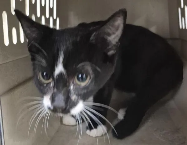 A young small-sized male Domestic Short Hair cat named Pen Rango for adoption in Lawrenceville, GA
