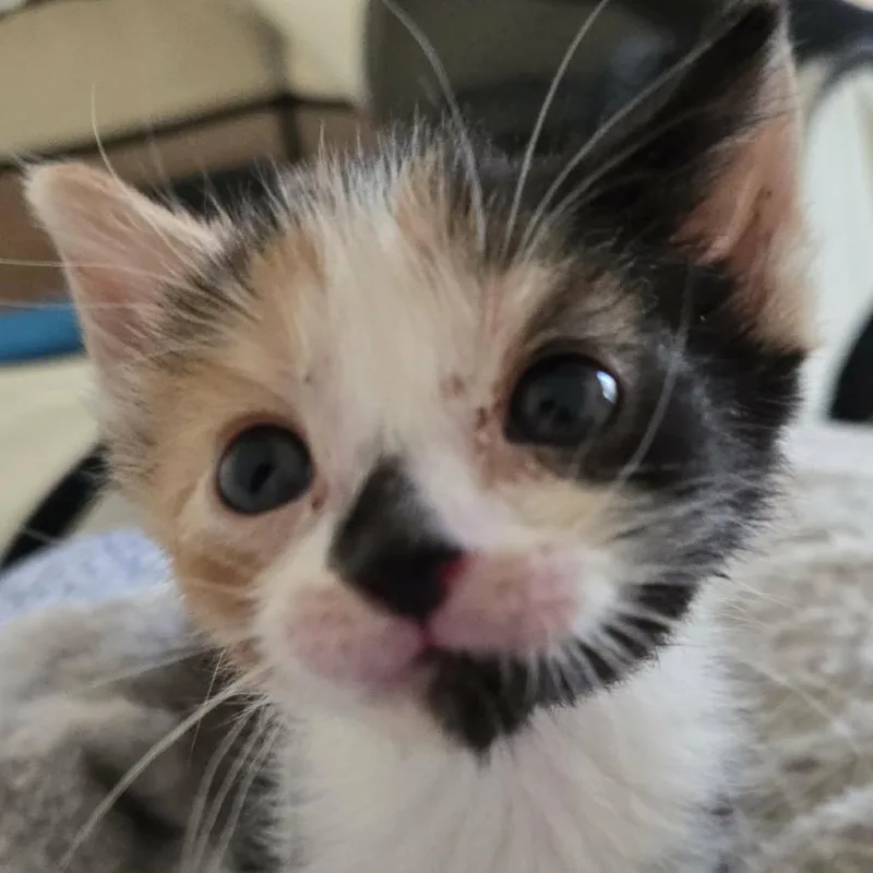 A baby small-sized female Black Domestic Short Hair cat named Gem for adoption in Spring Hill, KS