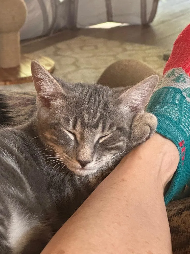A baby small-sized male Domestic Short Hair cat named Alec for adoption in Hampton, VA