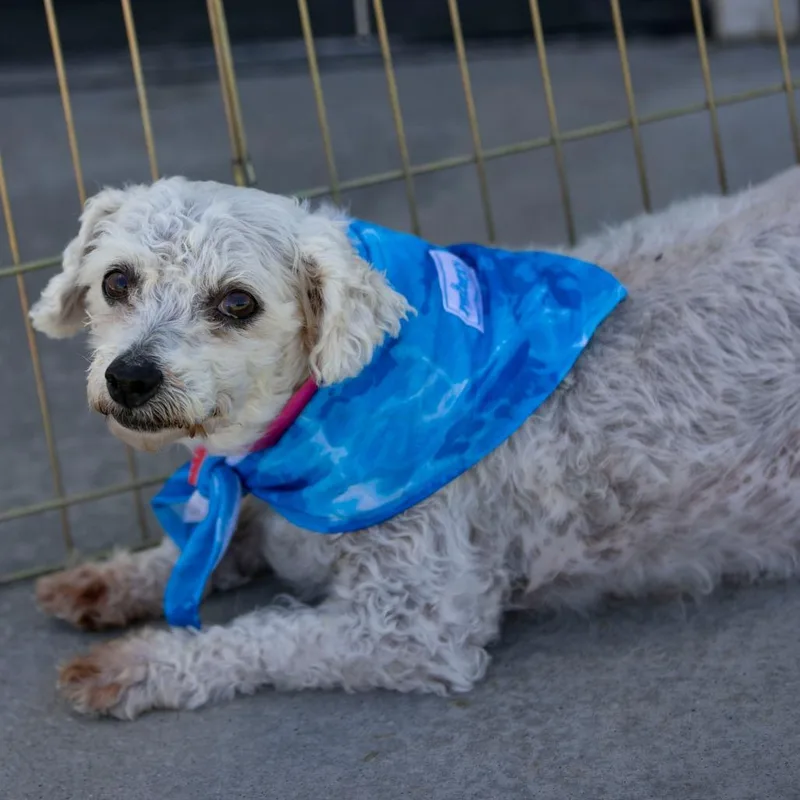 A senior small-sized female White / Cream Bichon Frise dog named Tracey for adoption in Peyton, CO