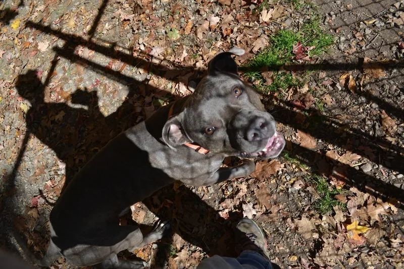 An adult large-sized male Gray / Blue / Silver Mastiff dog named Carhart for adoption in Chardon, OH