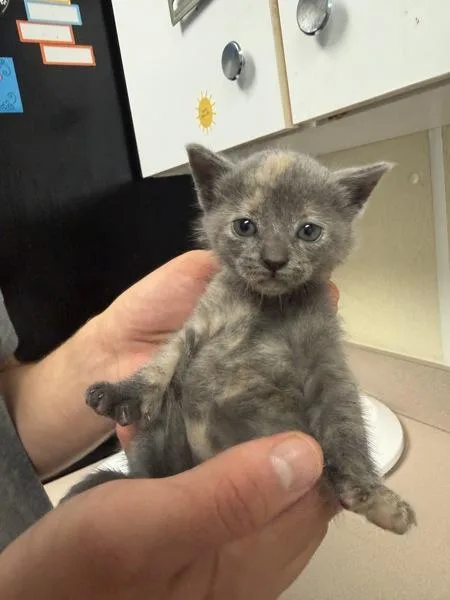 A baby small-sized female Domestic Short Hair cat named Hamper for adoption in Salisbury, MD