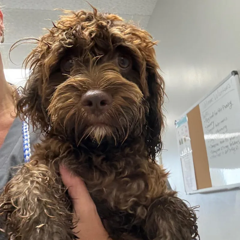 A baby small-sized male Brown / Chocolate Cavalier King Charles Spaniel dog named Arthur for adoption in Normal, IL