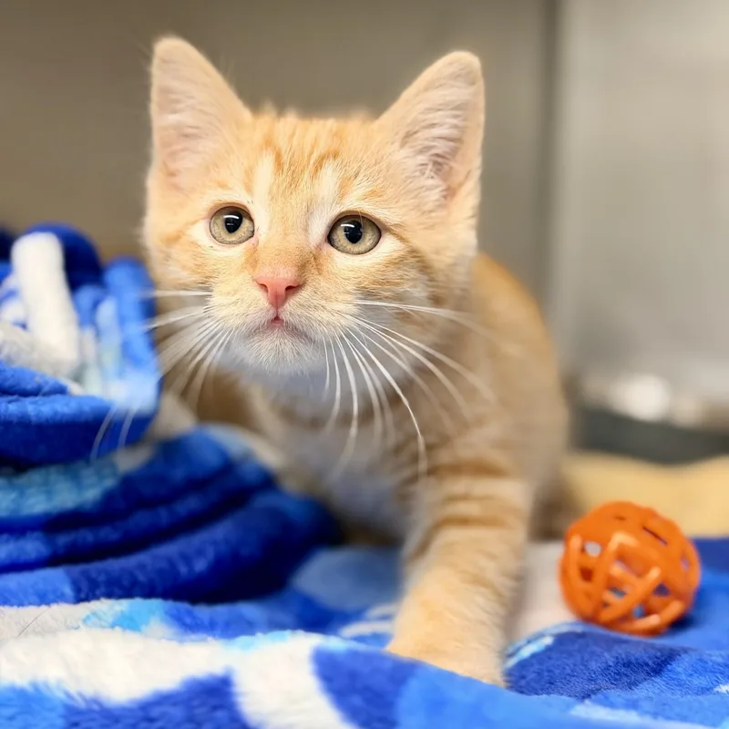 A baby medium-sized female Orange / Red Domestic Short Hair cat named Gouda for adoption in Jackson, NJ