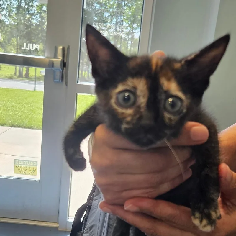 A baby small-sized female Tortoiseshell Domestic Short Hair cat named Wonder for adoption in Greensboro, NC