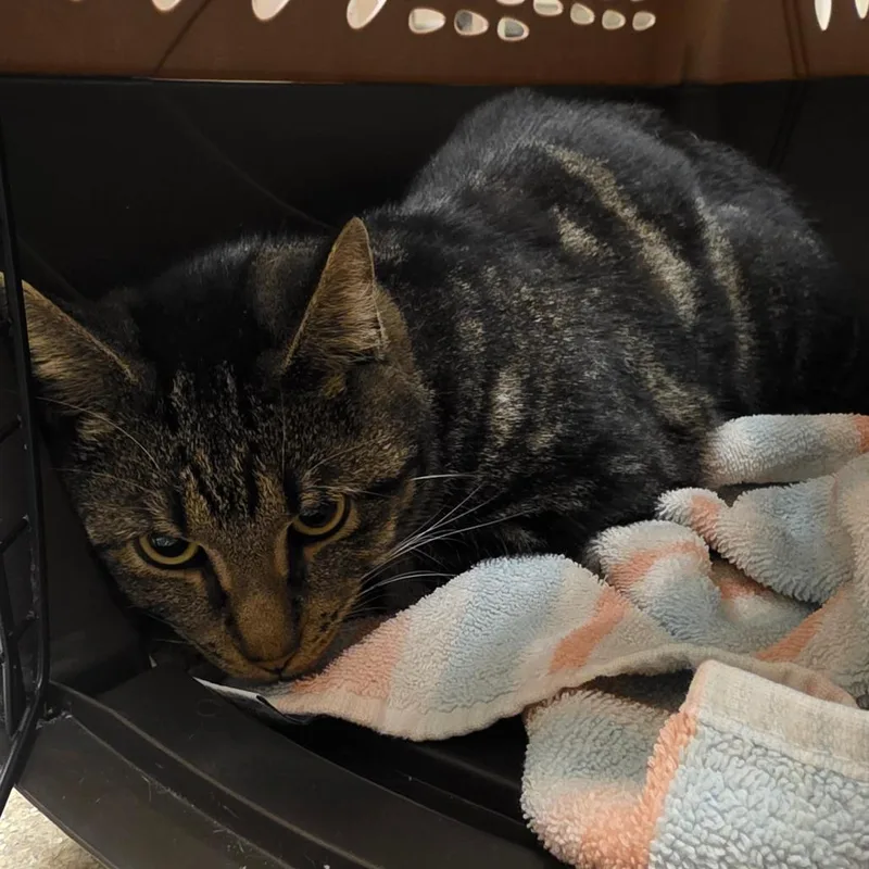 An adult medium-sized male Brown / Chocolate Domestic Short Hair cat named Pinto for adoption in Bristol, IN