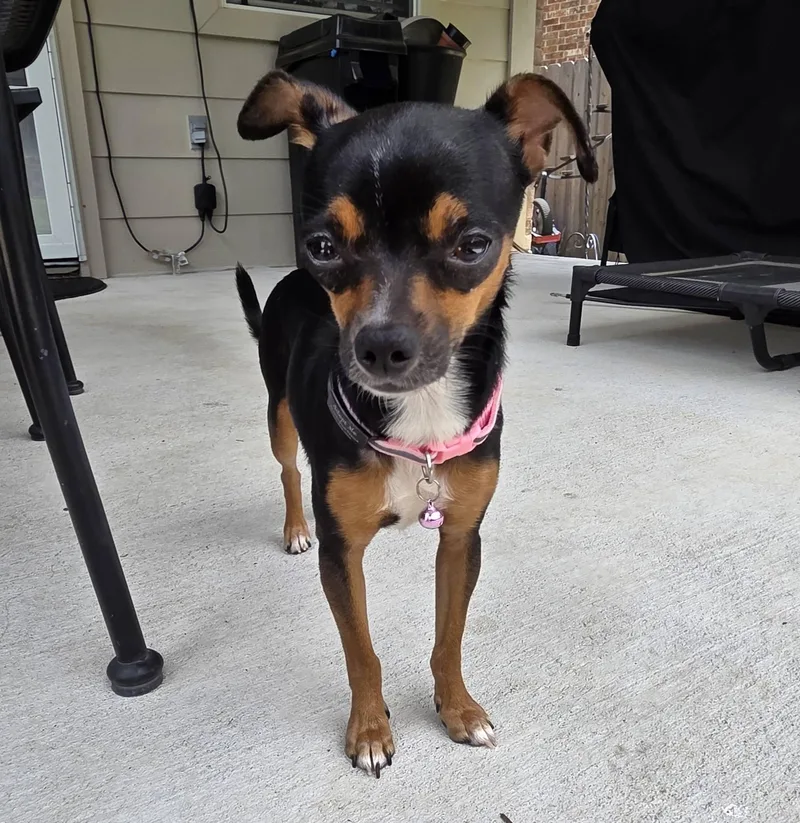 A young small-sized female Chihuahua dog named Milly for adoption in Austin, TX