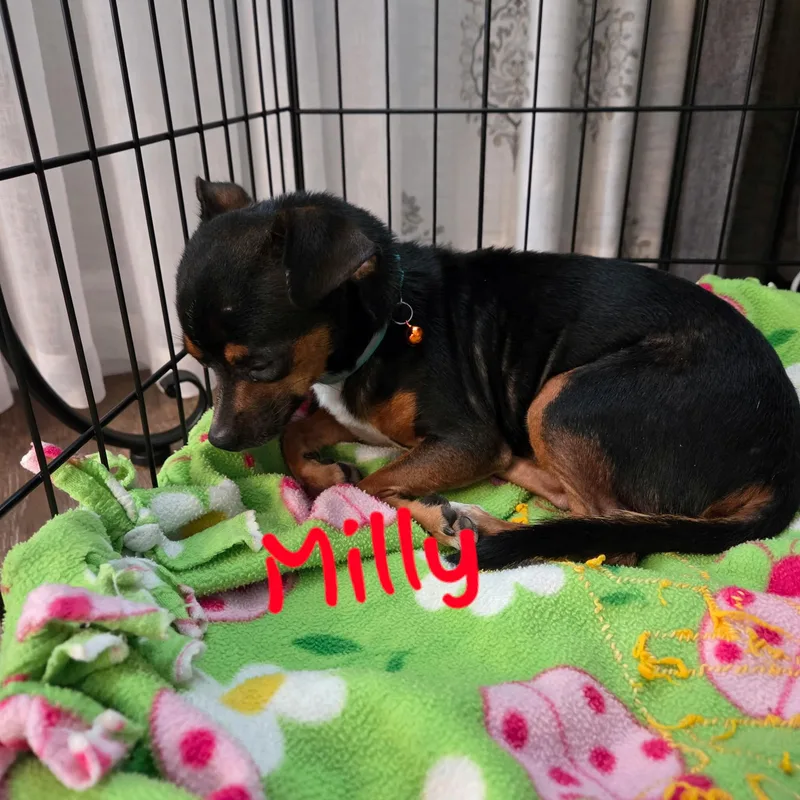 Milly thumbnail 3