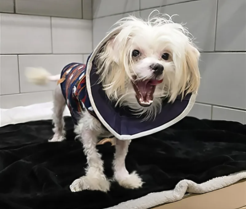 An adult small-sized male White / Cream Mixed Breed dog named Mochi for adoption in Nashville, TN